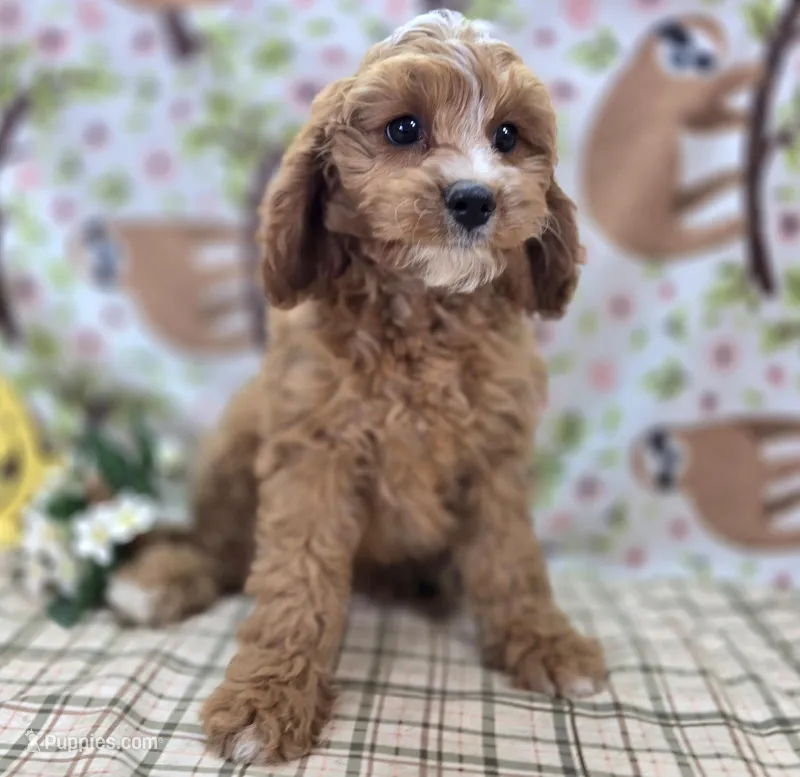Blizzard – Cavapoo puppy for sale in Galena, MO