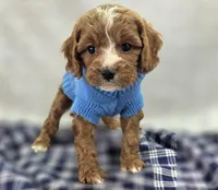 Blizzard, a male Cavapoo for sale in Galena, MO – Photo 1 of 10