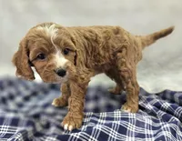 Blizzard, a male Cavapoo for sale in Galena, MO – Photo 3 of 10
