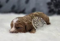 Blizzard, a male Cavapoo for sale in Galena, MO – Photo 10 of 10