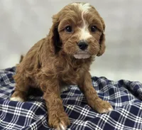 Blizzard, a male Cavapoo for sale in Galena, MO – Photo 5 of 10