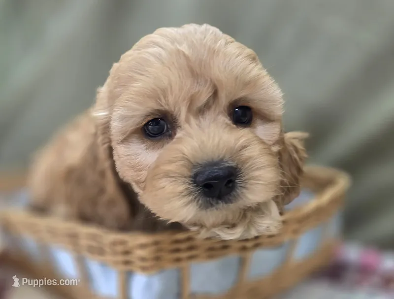 Knotty – Cockapoo puppy for sale in Galena, MO