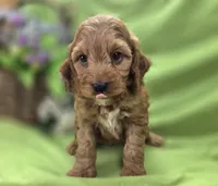 Cashmere, a male Cockapoo for sale in Galena, MO – 3 of 7