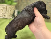 Tinkerbell, a female Cockapoo for sale in Galena, MO – 4 of 4