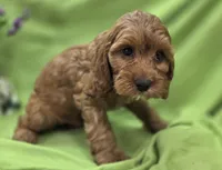 Poppy, a female Cockapoo for sale in Galena, MO – 3 of 8