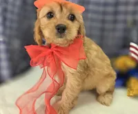 Beau, a male Cavapoo for sale in Galena, MO – 2 of 8