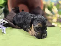 Batty, a female Cockapoo for sale in Galena, MO – 4 of 8