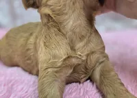 Moonbow, a female Cockapoo for sale in Galena, MO – Photo 2 of 5