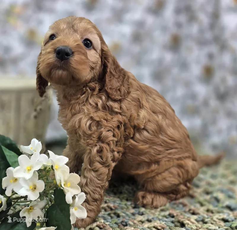 Moonbow – Cockapoo puppy for sale in Galena, MO