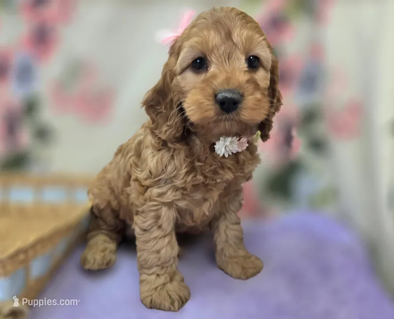 Moonbow – Cockapoo puppy for sale in Galena, MO