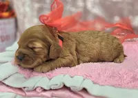 Moonbow, a female Cockapoo for sale in Galena, MO – Photo 4 of 5