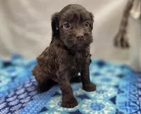 Fudge, a female Cockapoo for sale in Galena, MO – Photo 2 of 5