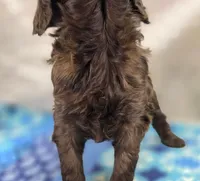 Fudge, a female Cockapoo for sale in Galena, MO – Photo 4 of 5