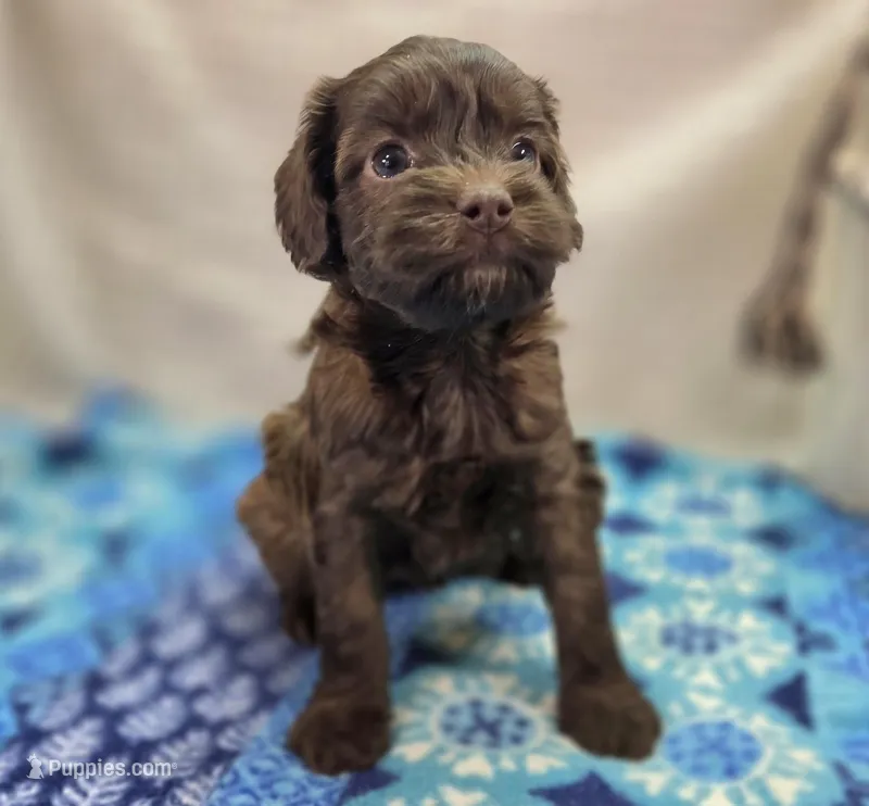 Fudge, a female Cockapoo for sale in Galena, MO – Photo 1 of 5