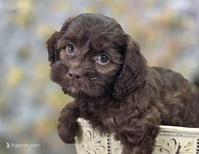 Fudge – Cockapoo puppy for sale in Galena, MO