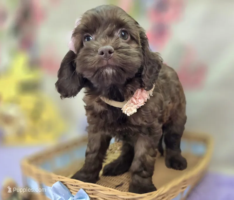 Fudge – Cockapoo puppy for sale in Galena, MO