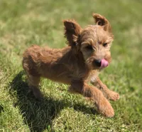 Glacier, a male Cavapoo for sale in Galena, MO – 2 of 8