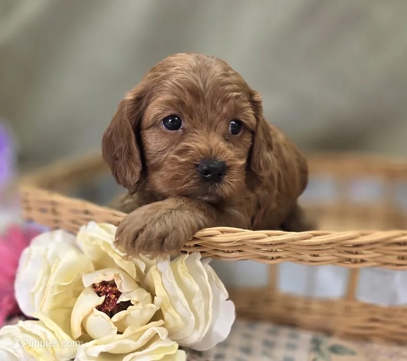 Daffodil – Cockapoo puppy for sale in Galena, MO