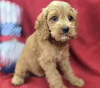 Versace, a male Cockapoo for sale in Galena, MO – 4 of 8