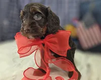 Meeko, a male Cockapoo for sale in Galena, MO – 5 of 10