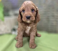 Cashmere, a male Cockapoo for sale in Galena, MO – 5 of 7