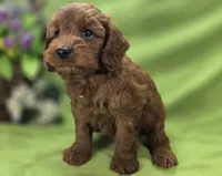 Milan, a male Cockapoo for sale in Galena, MO – 5 of 8