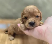 Beau, a male Cavapoo for sale in Galena, MO – 7 of 7