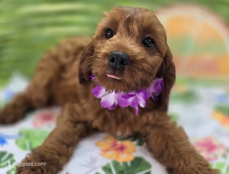 Prada – Cockapoo puppy for sale in Galena, MO