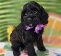 Tinkerbell, a female Cockapoo for sale in Galena, MO – 4 of 9