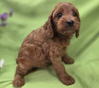Prada, a female Cockapoo for sale in Galena, MO – 7 of 8