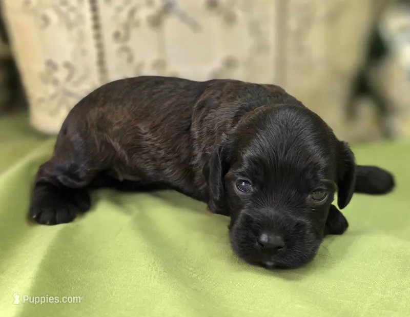Tinkerbell – Cockapoo puppy for sale in Galena, MO