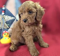 Milan, a male Cockapoo for sale in Galena, MO – 2 of 8