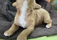 Bud, a male Cockapoo for sale in Galena, MO – 5 of 5