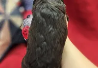 Tinkerbell, a female Cockapoo for sale in Galena, MO – 9 of 9