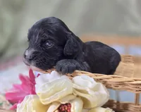Delilah, a female Cavapoo for sale in Galena, MO – 3 of 7