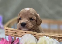 Miles, a male Cavapoo for sale in Galena, MO – 3 of 6