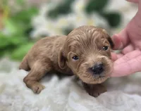 Grub, a male Cavapoo for sale in Galena, MO – 3 of 5