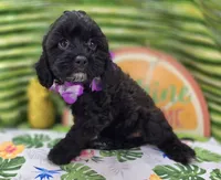 Twink, a female Cavapoo for sale in Galena, MO – 4 of 8