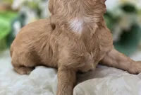 Indigo, a male Cavapoo for sale in Galena, MO – 4 of 5