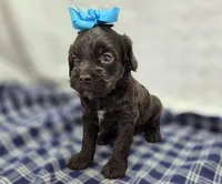Truffle, a female Cockapoo for sale in Galena, MO – Photo 3 of 9