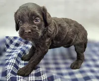 Truffle, a female Cockapoo for sale in Galena, MO – Photo 4 of 9