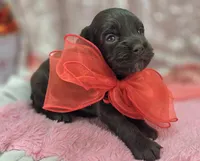 Truffle, a female Cockapoo for sale in Galena, MO – Photo 8 of 9