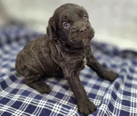 Truffle, a female Cockapoo for sale in Galena, MO – Photo 2 of 9