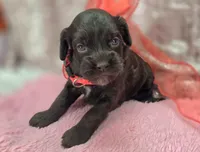 Truffle, a female Cockapoo for sale in Galena, MO – Photo 7 of 9
