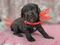 Truffle, a female Cockapoo for sale in Galena, MO – Photo 5 of 9