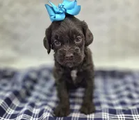 Truffle, a female Cockapoo for sale in Galena, MO – Photo 1 of 9