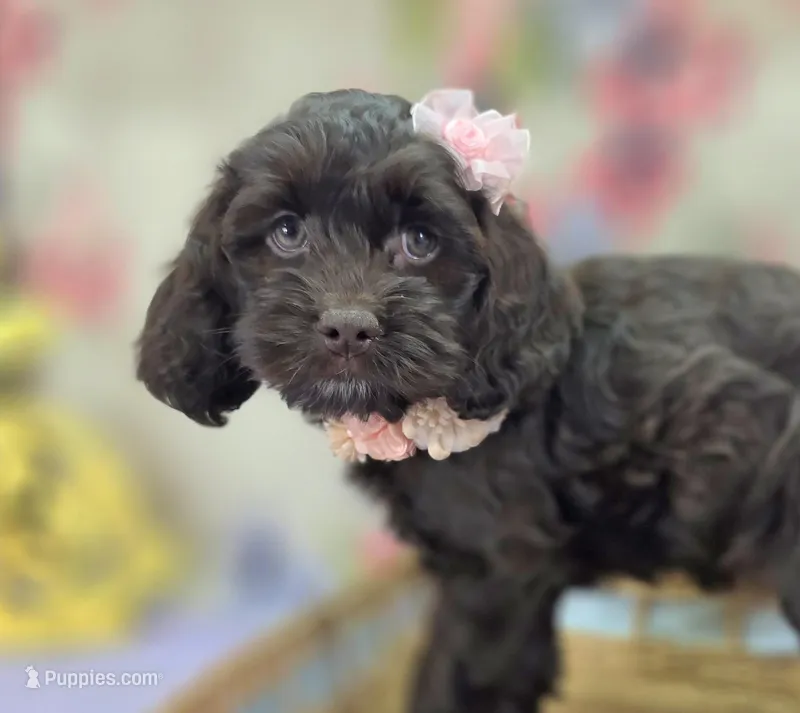 Truffle – Cockapoo puppy for sale in Galena, MO