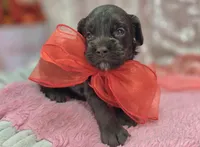 Truffle, a female Cockapoo for sale in Galena, MO – Photo 9 of 9