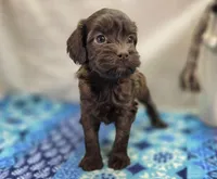 Fudge, a female Cockapoo for sale in Galena, MO – Photo 3 of 5