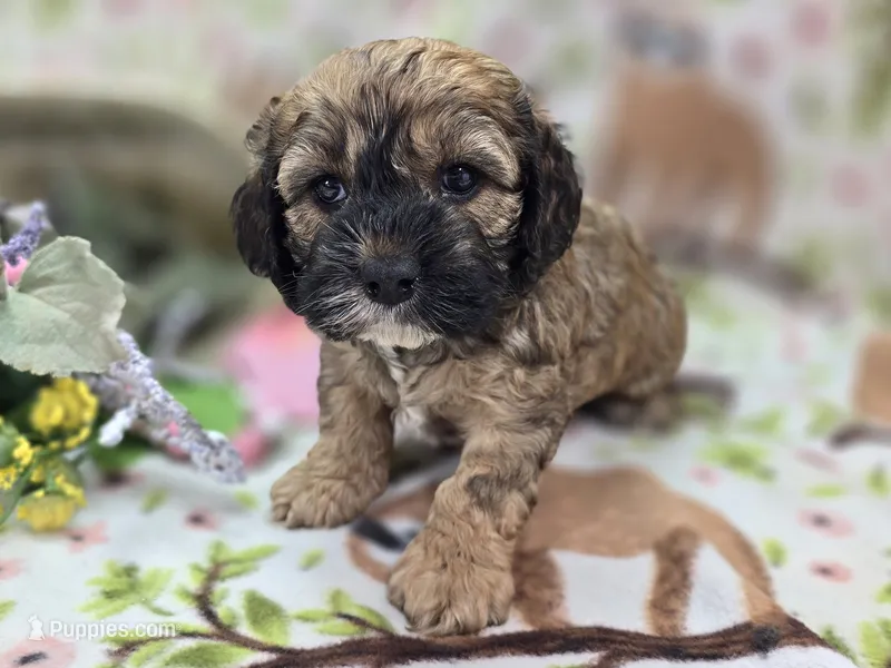 Magi Lune – Cockapoo puppy for sale in Galena, MO